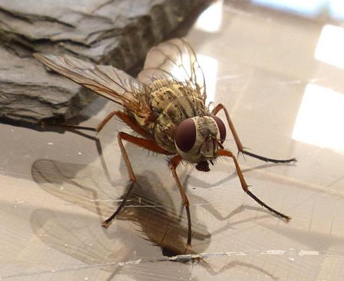 Réf. 215 808 : Phaonia valida