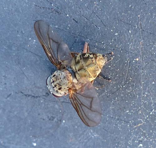 Phaonia valida