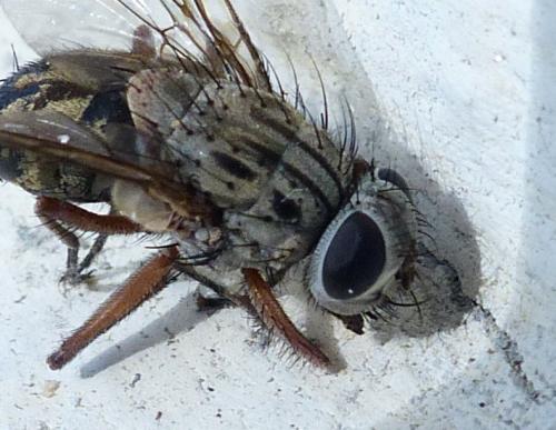 Phaonia valida