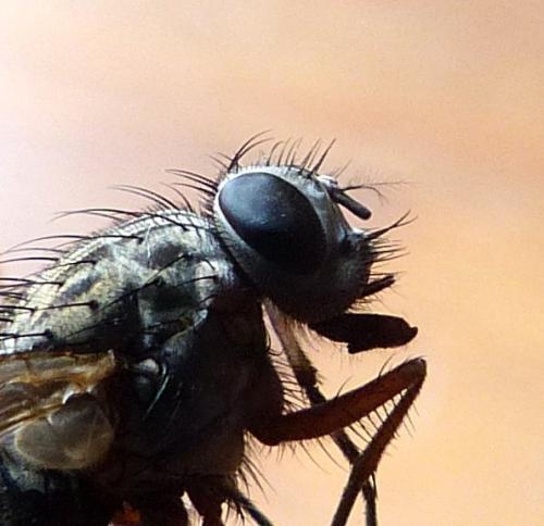 Phaonia valida