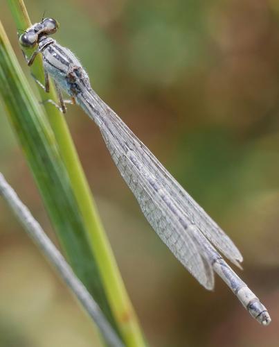 Enallagma cyathigerum