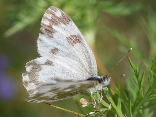 Réf. 215 160 : Pontia sp.