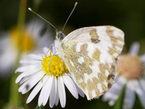 Réf. 215 159 : Pontia sp.