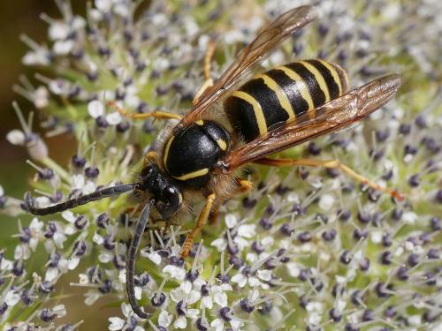 Dolichovespula sylvestris