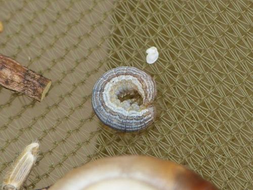 Réf. 215 980 : Mythimna sp.