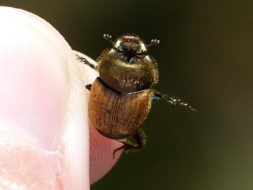Onthophagus coenobita