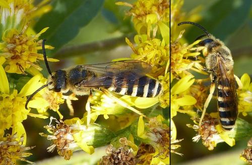 Halictus scabiosae