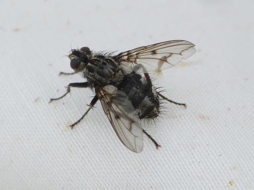 Réf. 215 598 : Trixa conspersa