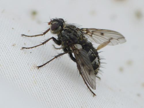 Réf. 215 599 : Trixa conspersa