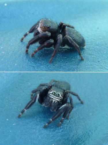 Evarcha arcuata