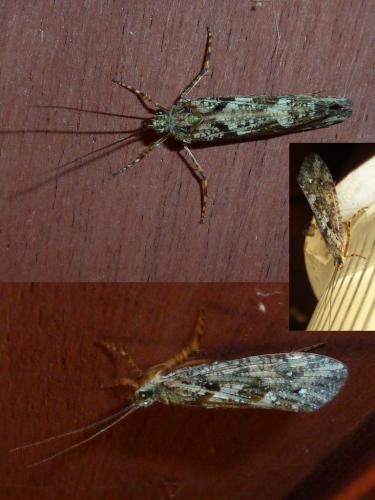 Agrypnia varia