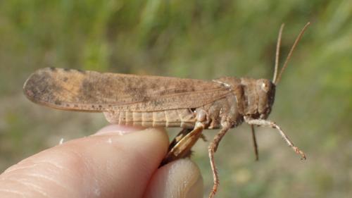 Dissosteira carolina