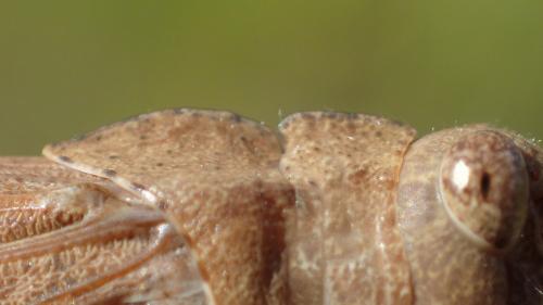 Dissosteira carolina