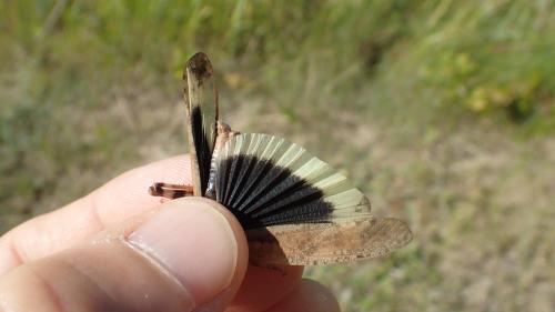 Dissosteira carolina