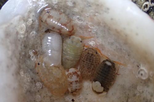 Réf. 215 122 : Sphaeroma serratum