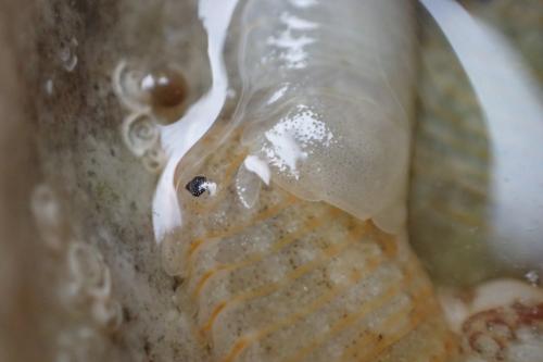 Réf. 215 129 : Sphaeroma serratum