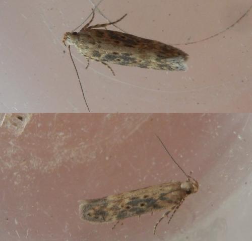 Réf. 215 015 : Scrobipalpa ocellatella