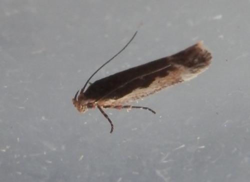Réf. 215 502 : Cosmardia moritzella