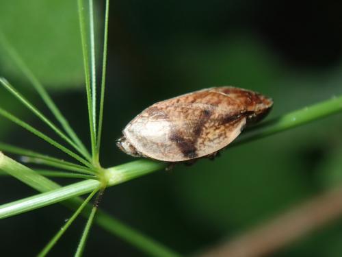 Lepyronia coleoptrata
