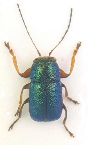 Réf. 215 141 : Pachybrachis azureus