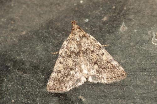 Réf. 215 734 : Aglossa pinguinalis