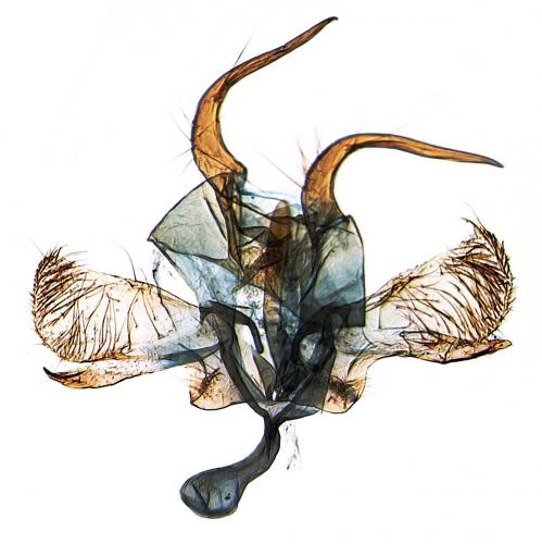 Réf. 215 205 : Paraswammerdamia albicapitella