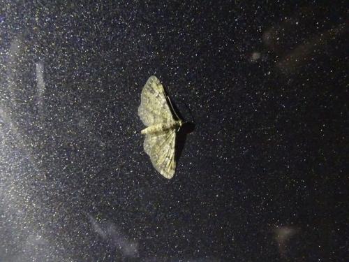 Gymnoscelis rufifasciata