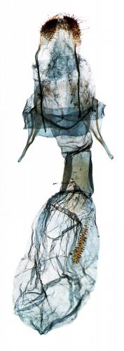 Réf. 215 091 : Perizoma flavofasciata