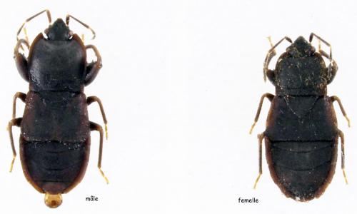 Plinthisus heteroclitus