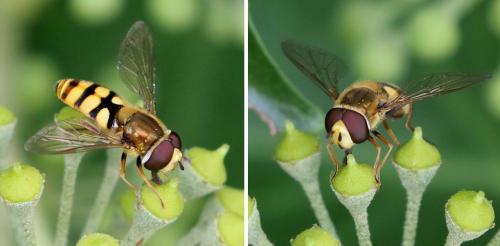 Eupeodes corollae