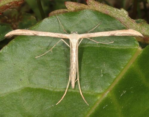 Emmelina sp.