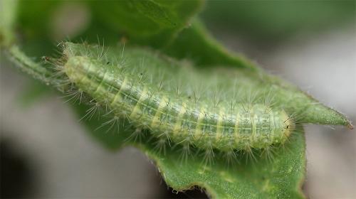 Réf. 215 114 : Emmelina sp.