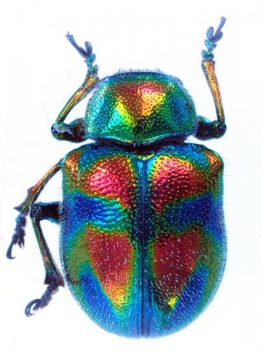 Réf. 215 376 : Eumolpinae inconnu