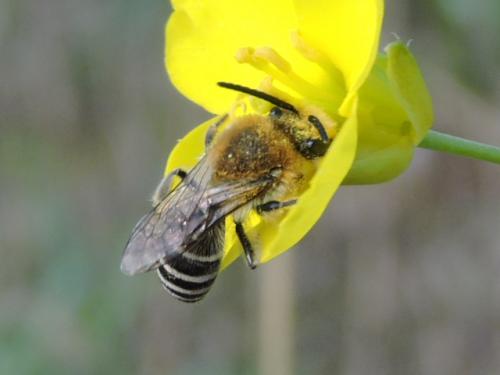 Réf. 215 136 : Colletes sp.