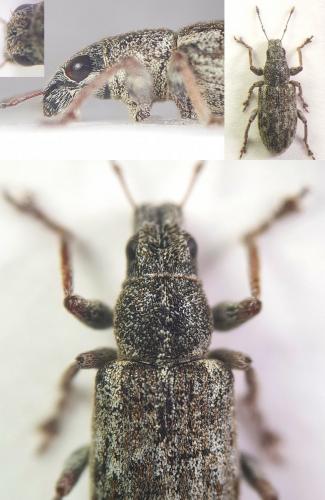 Sitona cylindricollis