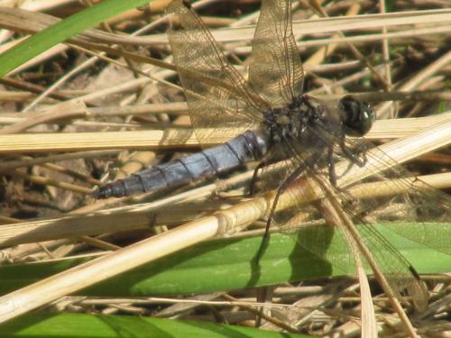 Réf. 215 341 : Orthetrum cancellatum