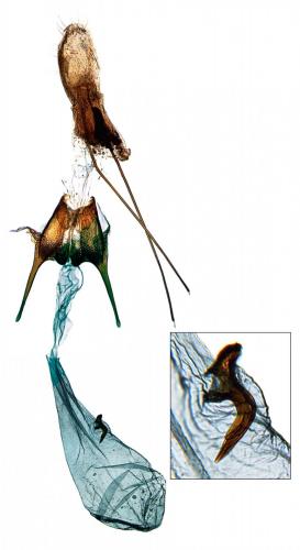 Réf. 215 475 : Scrobipalpa ocellatella