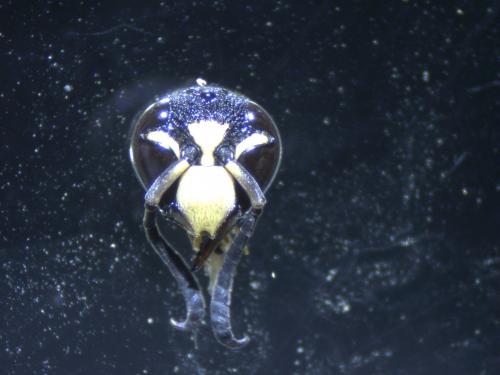 Euodynerus sp.