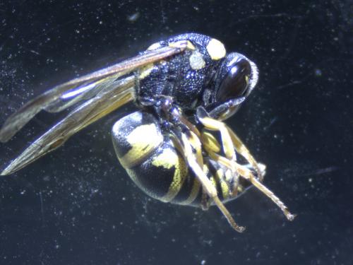 Euodynerus sp.