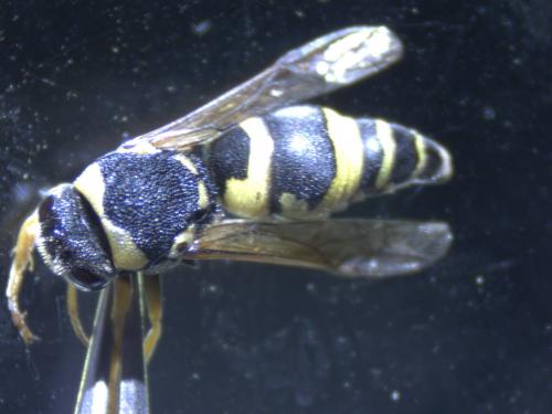 Réf. 215 986 : Euodynerus sp.