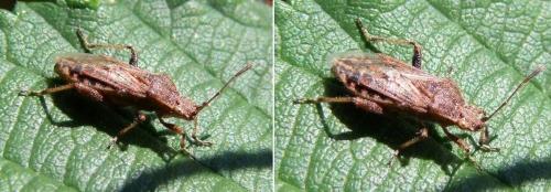 Stictopleurus sp.