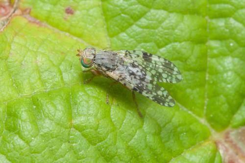 Réf. 215 788 : Tephritis matricariae