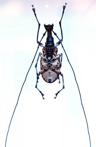 Acanthothorax allectus maculatus