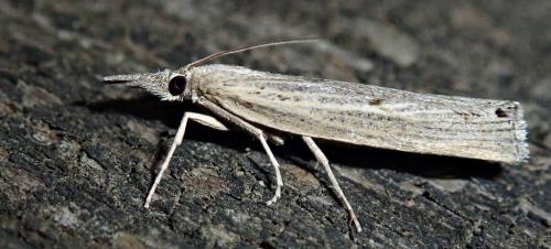 Réf. 215 273 : Pediasia contaminella