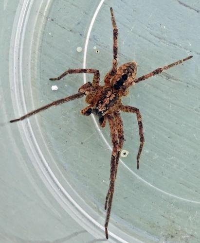 Zoropsis spinimana