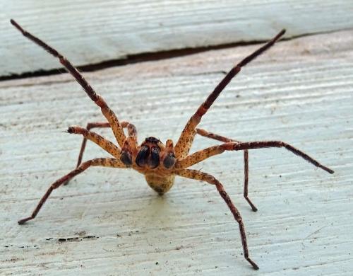 Zoropsis spinimana