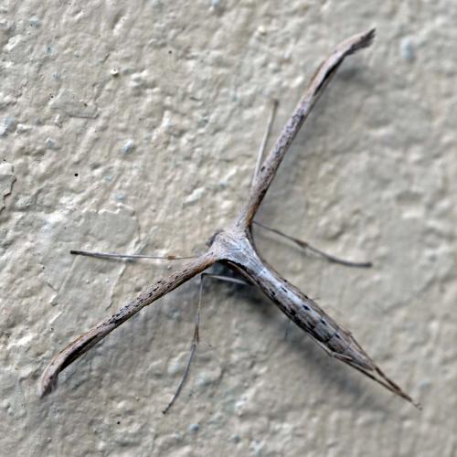Emmelina sp.