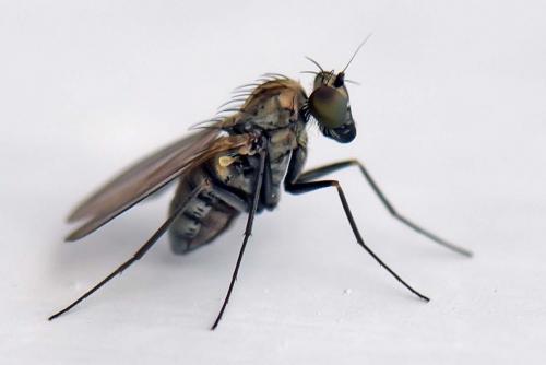 Medetera sp.