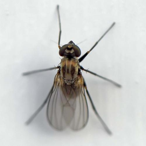 Medetera sp.