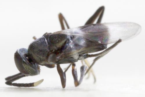 Homalotylus eytelweinii